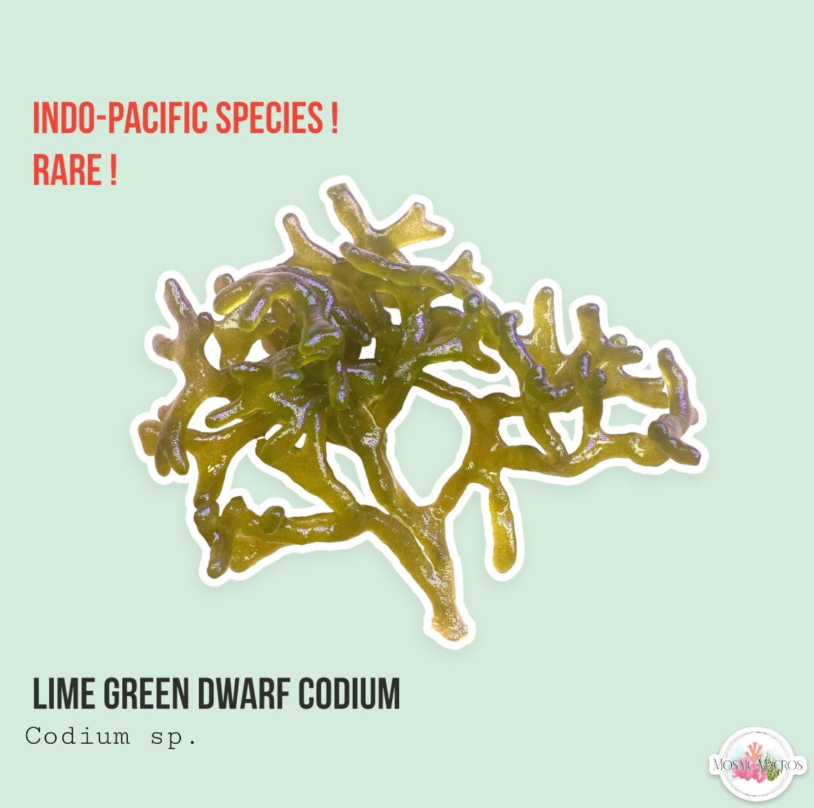 Lime Green Codium Macroalgae | Codium sp.