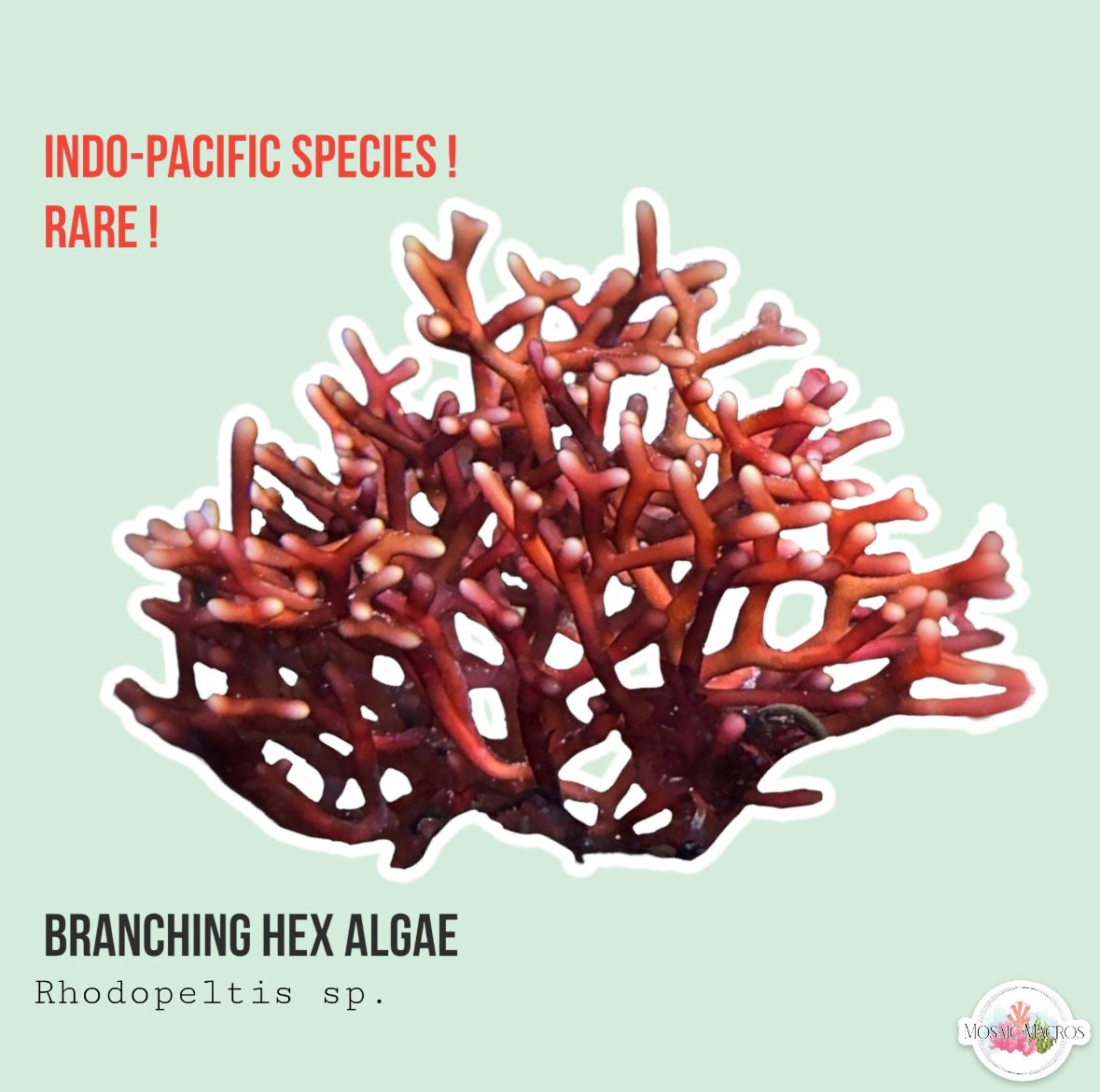 Branching Hex Macroalgae | Scinaia sp.