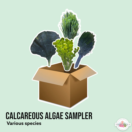 4-Pack Calcareous Macroalgae Bundle | Various Species