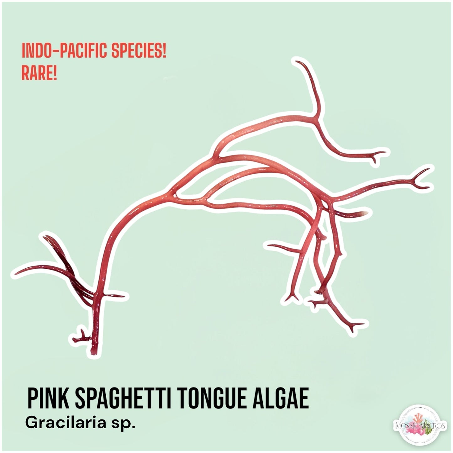 Pink Serpent Tongue Gracilaria Macroalgae | Gracilaria sp.