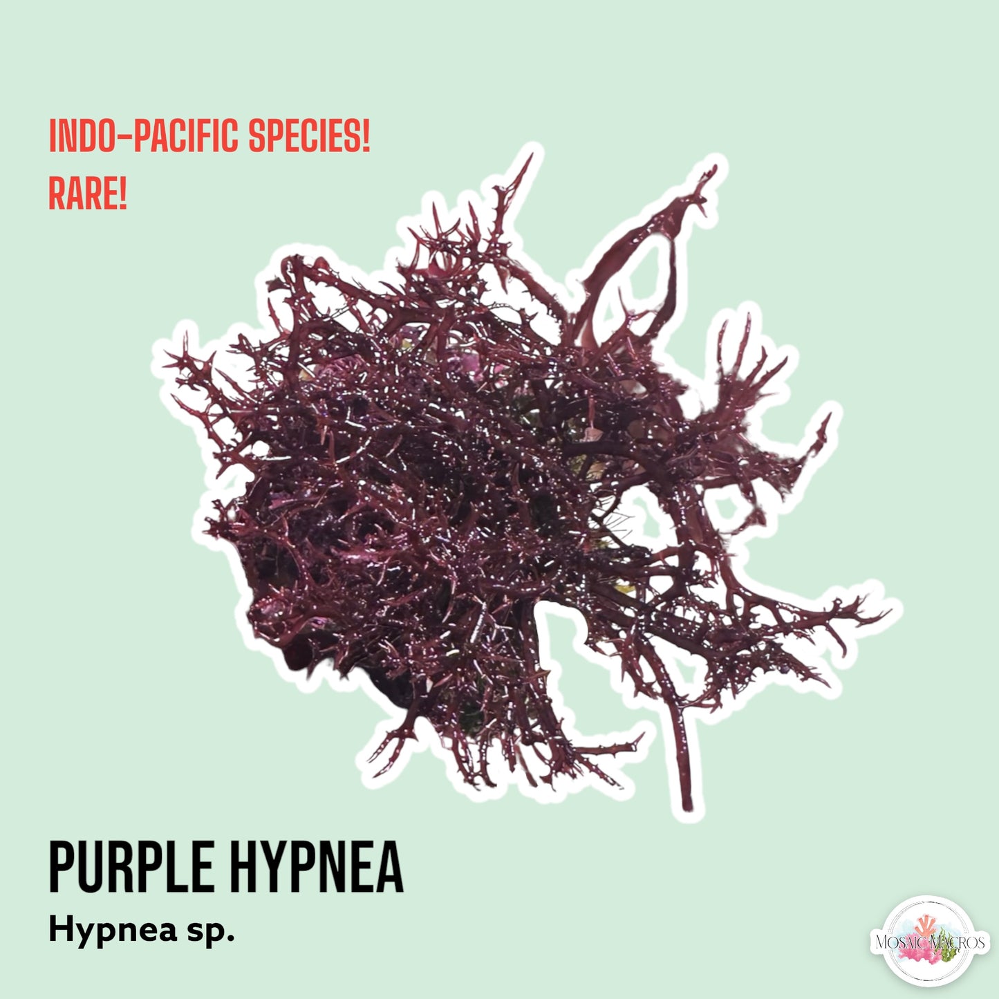Purple Hypnea Macroalgae | Hypnea sp.