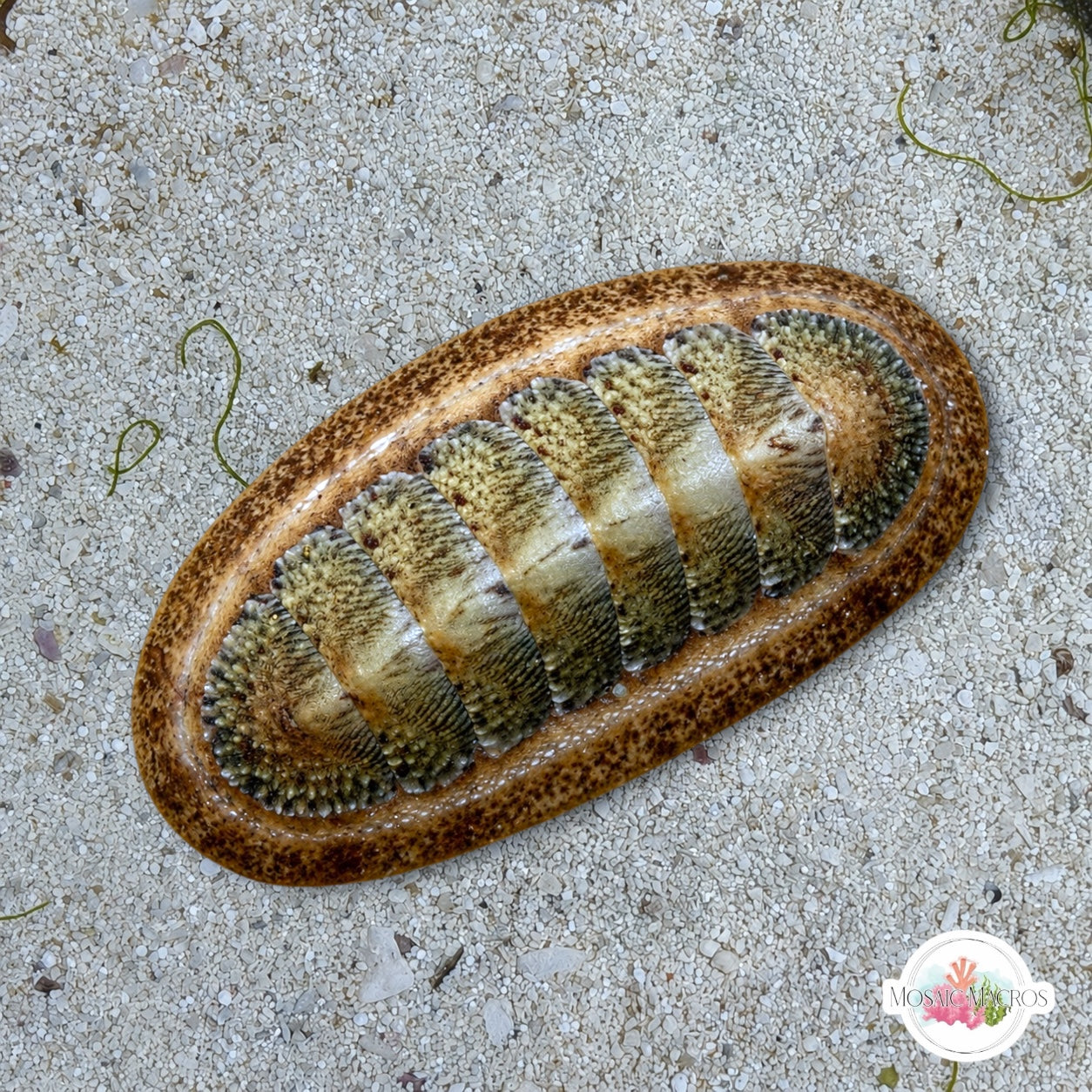 Slender Chiton | Stenoplax floridana
