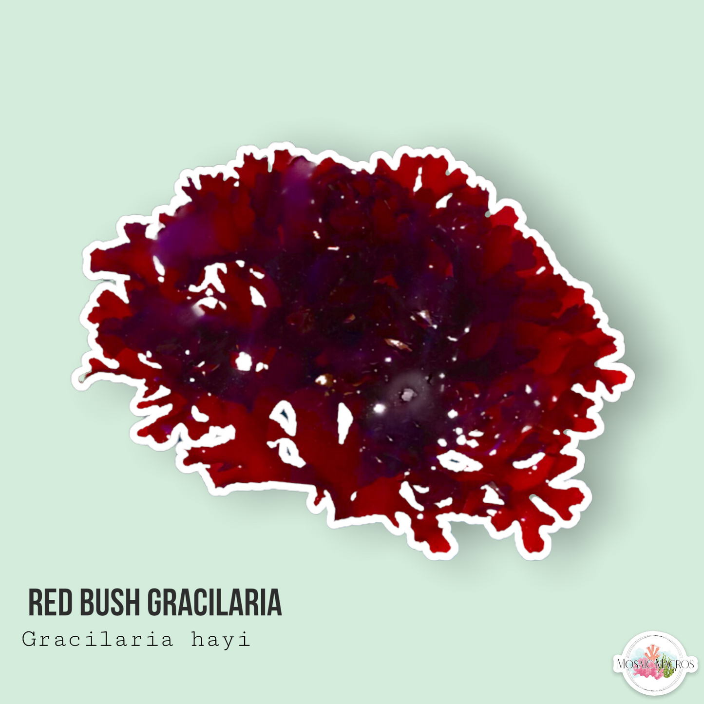 Red Bush Gracilaria Macroalgae | Gracilaria hayi