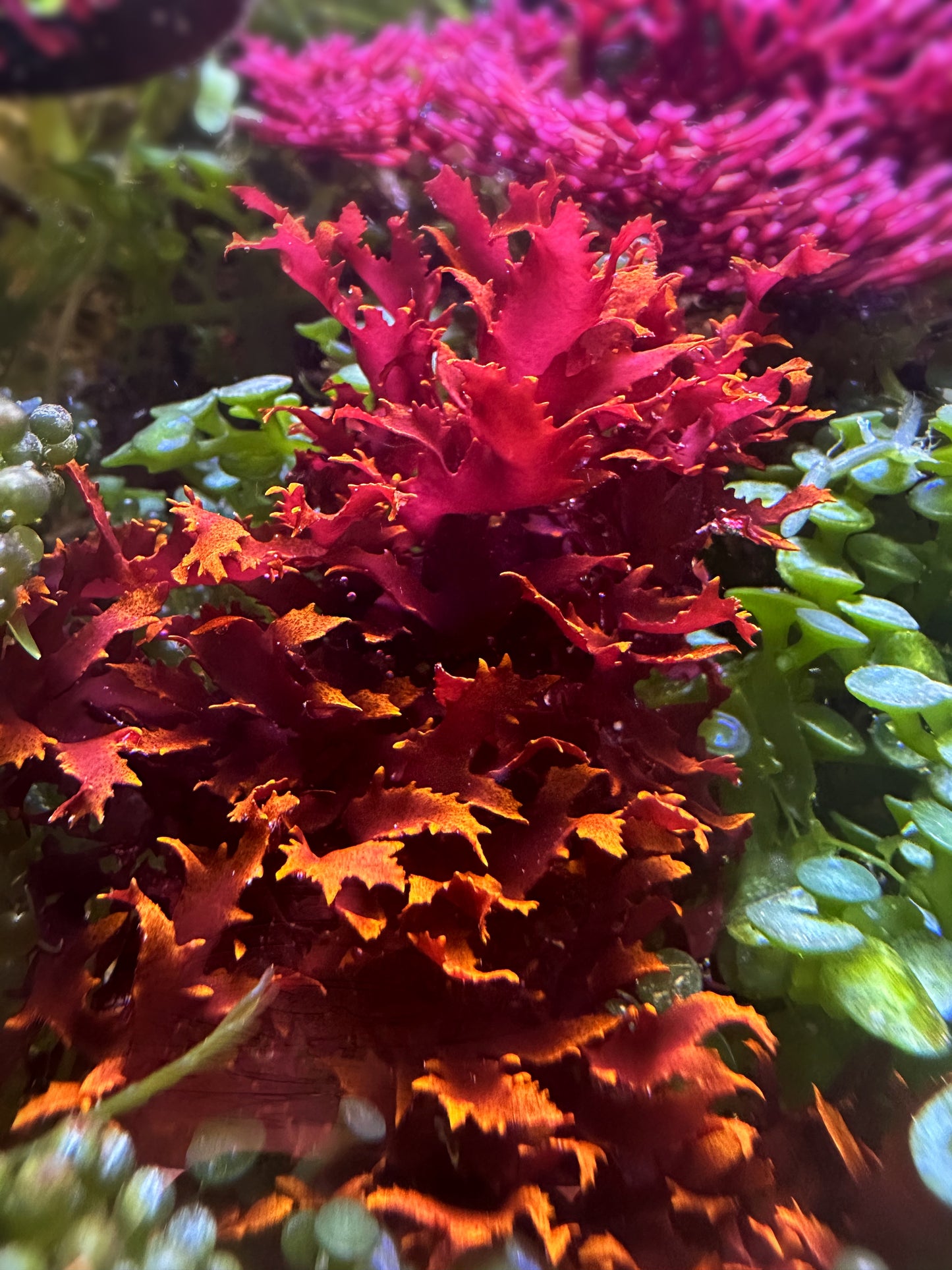 Dragon’s Breath Macroalgae | Halymenia durvillei