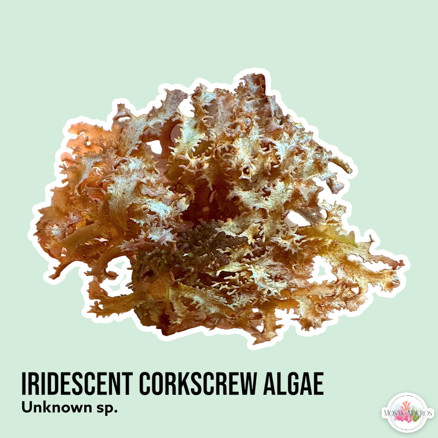 Iridescent Corkscrew Macroalgae | Unknown sp.
