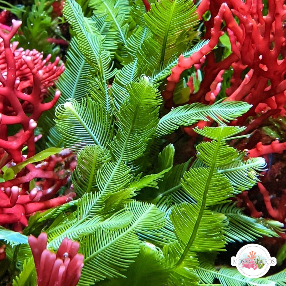Feather Caulerpa Macroalgae | Caulerpa sertularoides