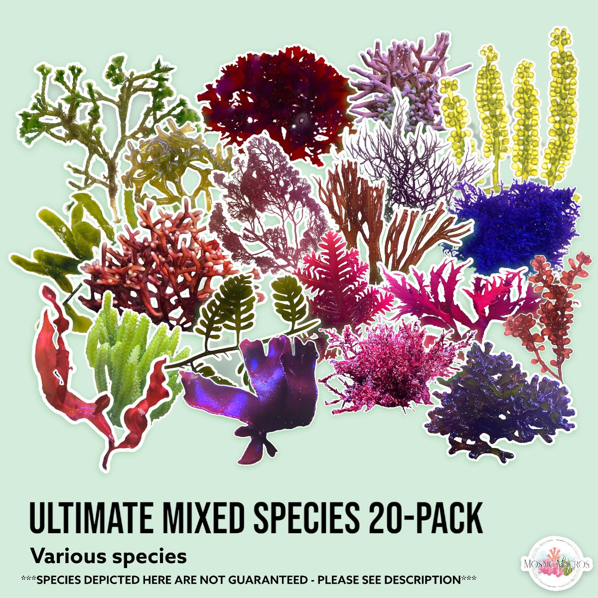 20-Pack Macroalgae Ultimate Mixed Species | Various Species