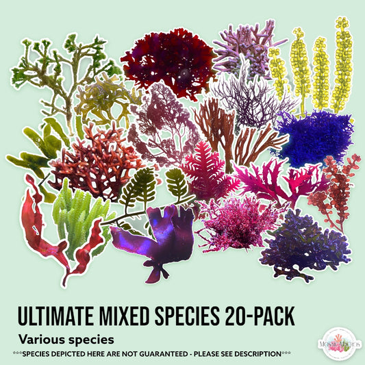 20-Pack Macroalgae Ultimate Bundle | Various Species