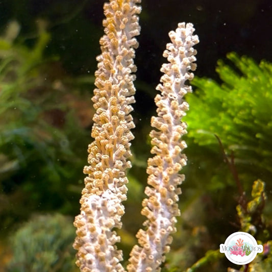 Brown Sea Rod Gorgonian | Plexaura homomalla