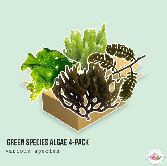 4-Pack Green Macroalgae Bundle | Various Species
