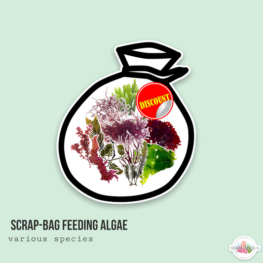 Macroalgae Scrap Bag | Various Species