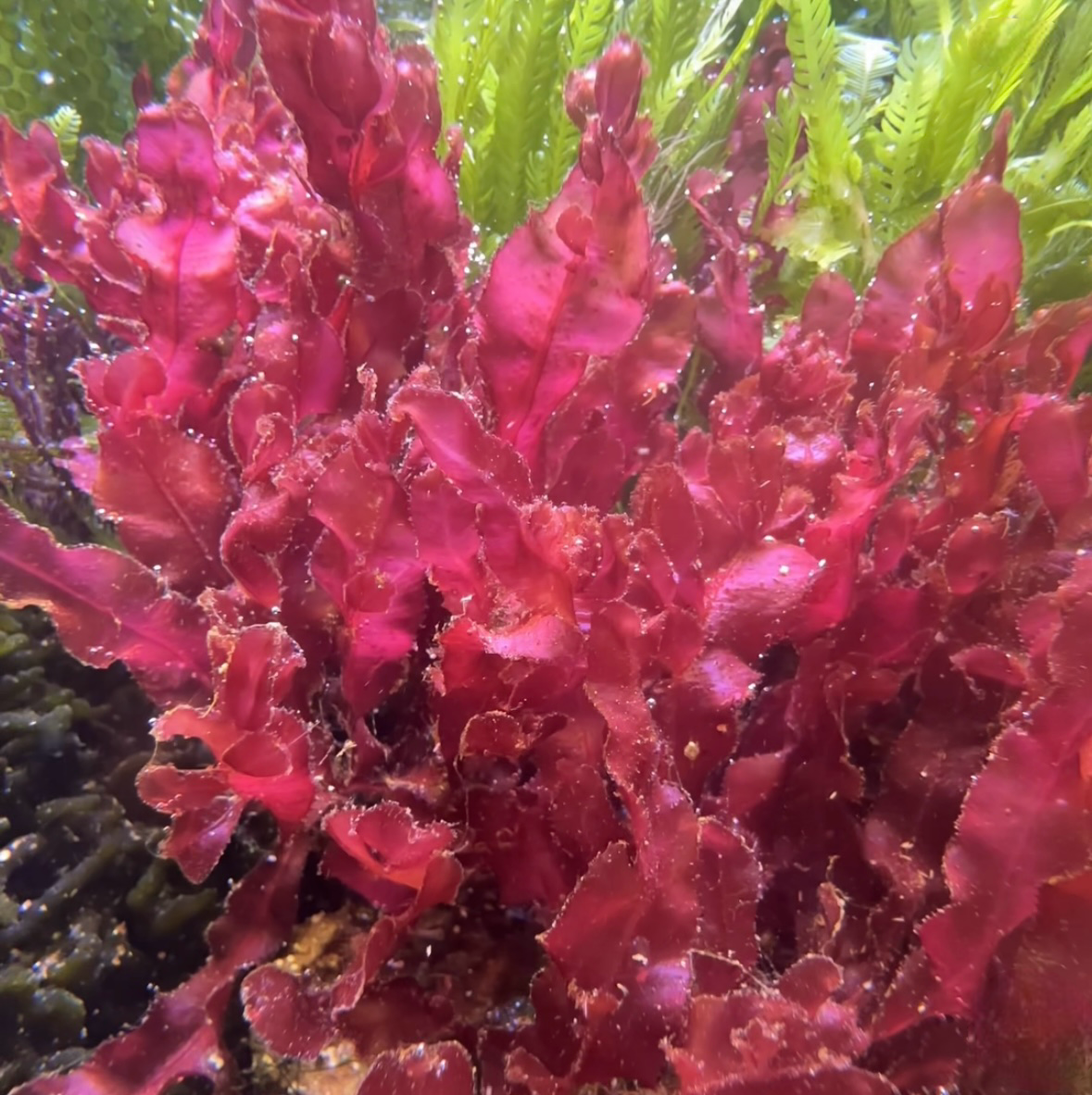 Red Sawblade Macroalgae | Neurymenia fraxinifolia