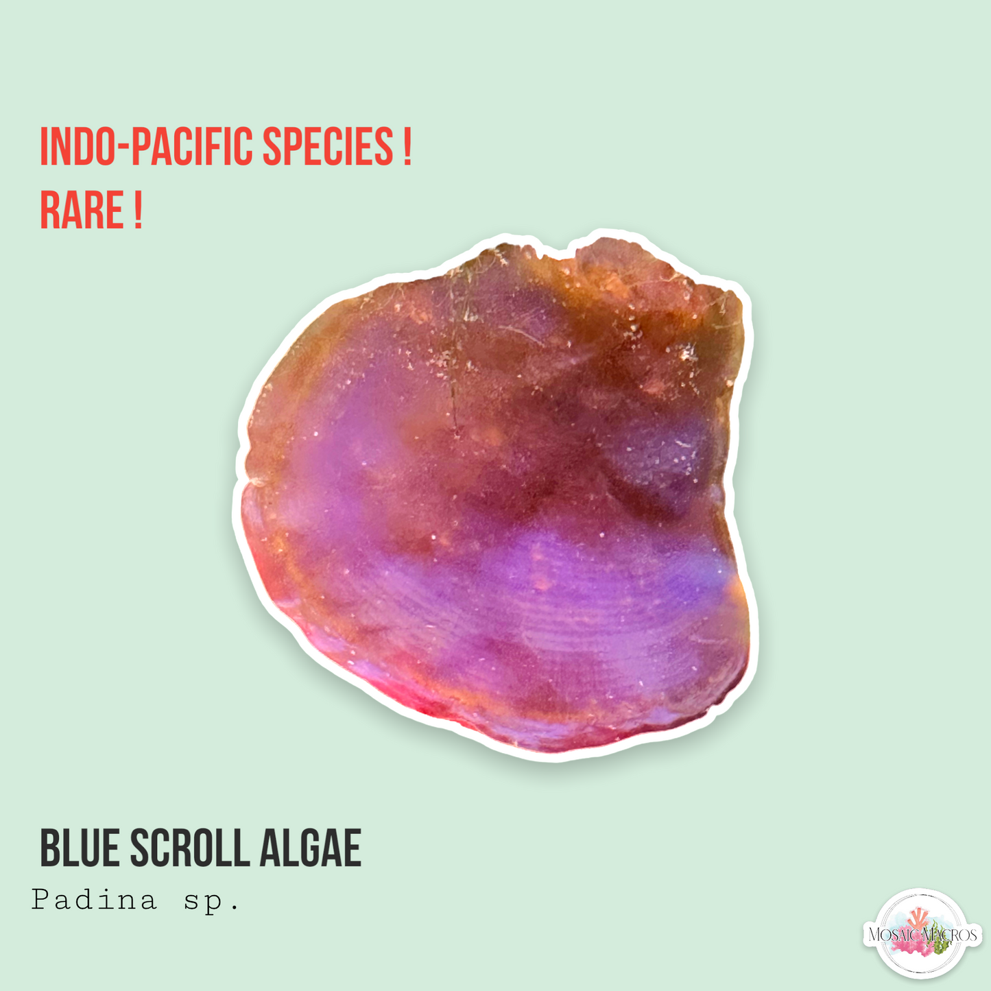 Blue Scroll Macroalgae | Padina sp.