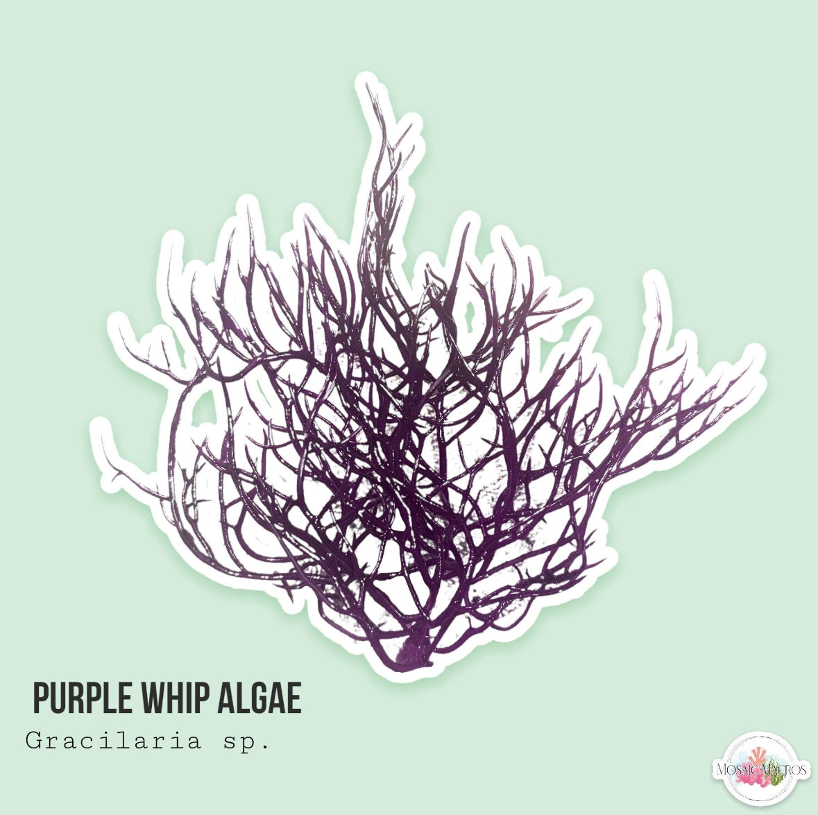 Purple Whip Gracilaria Macroalgae | Gracilaria sp.