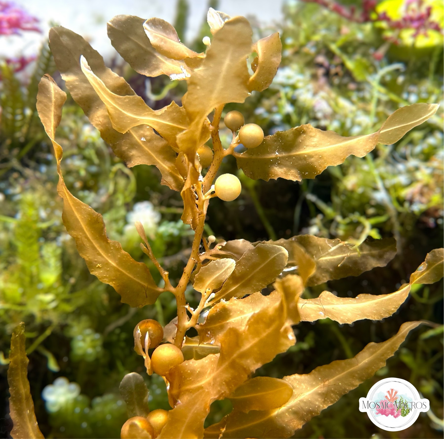 Pseudo-Kelp Macroalgae | Sargassum sp.