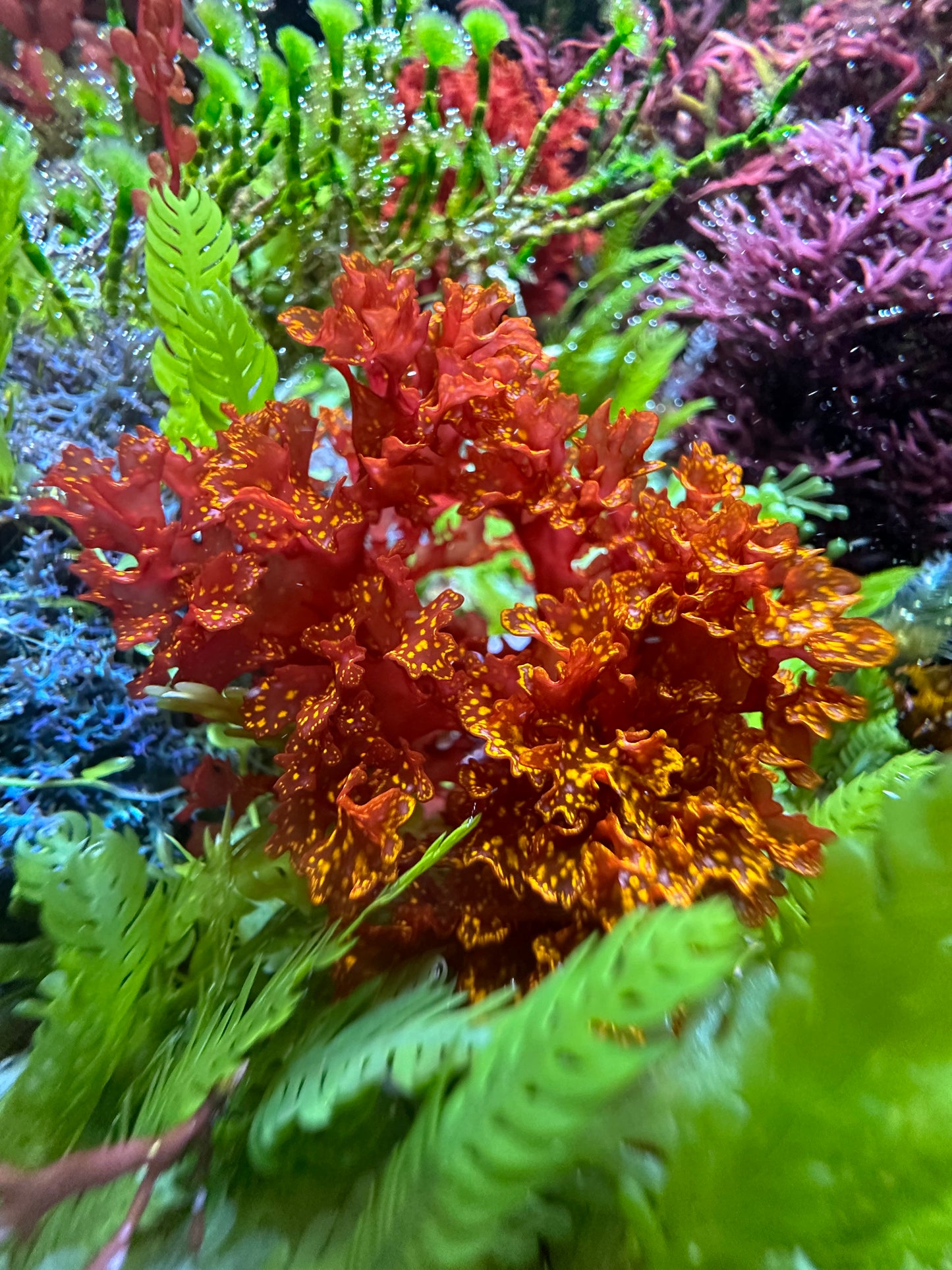 Orange Galaxy Macroalgae | Halymenia stipitata