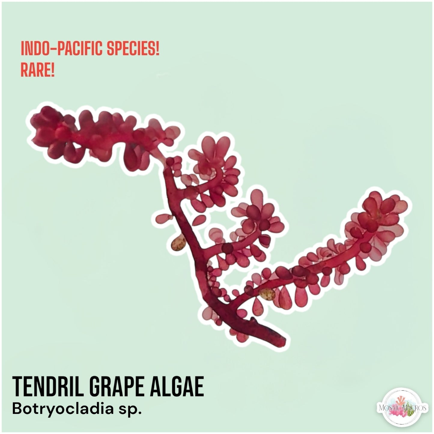 Tendril Grape Macroalgae | Botryocladia sp.