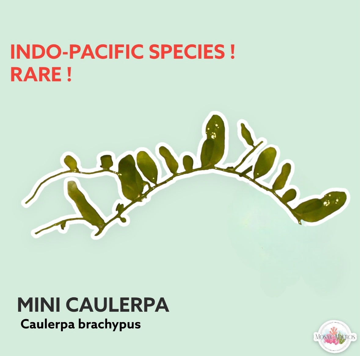 Mini Caulerpa Macroalgae | Caulerpa brachypus