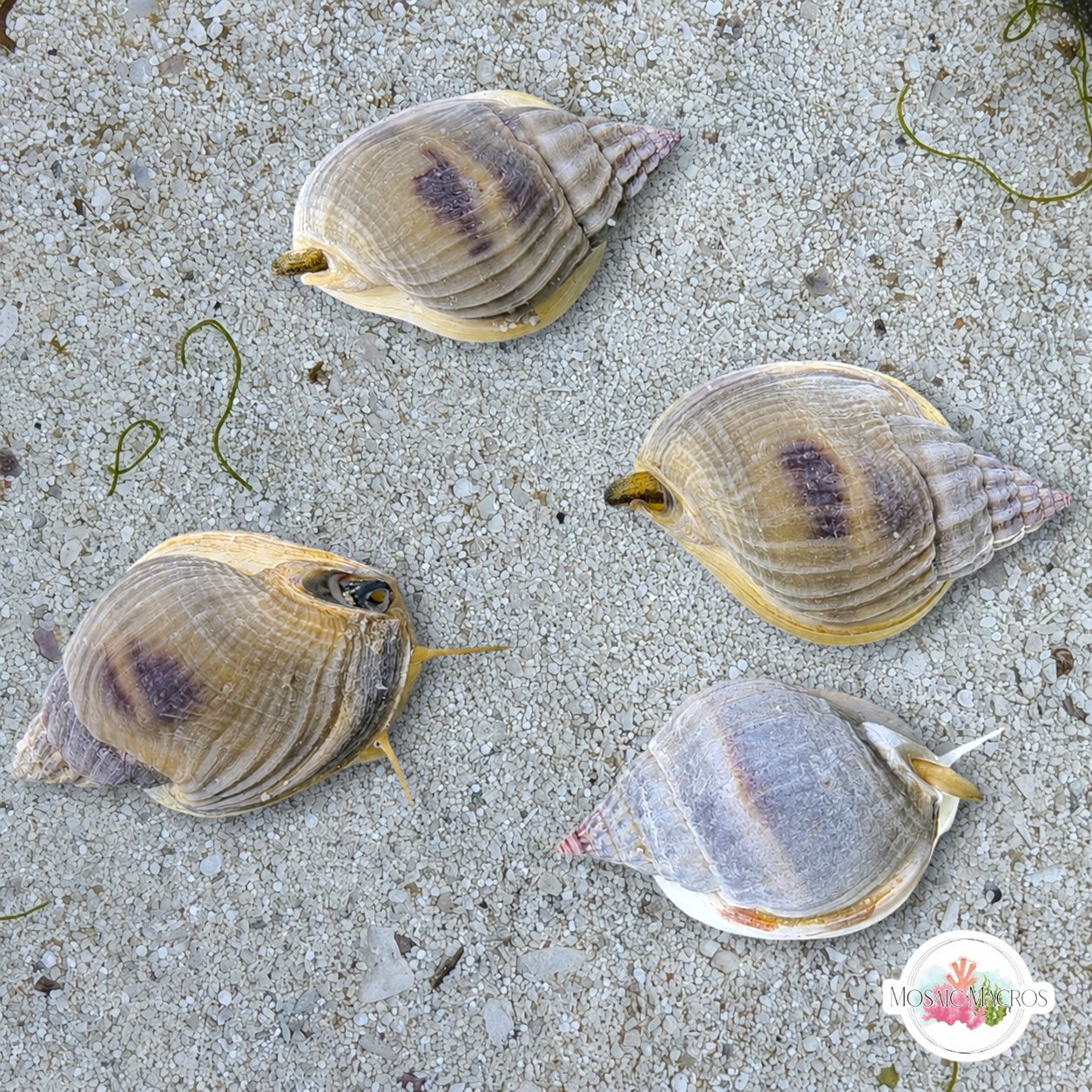 Helmet Nassarius Snail | Nassarius pullus