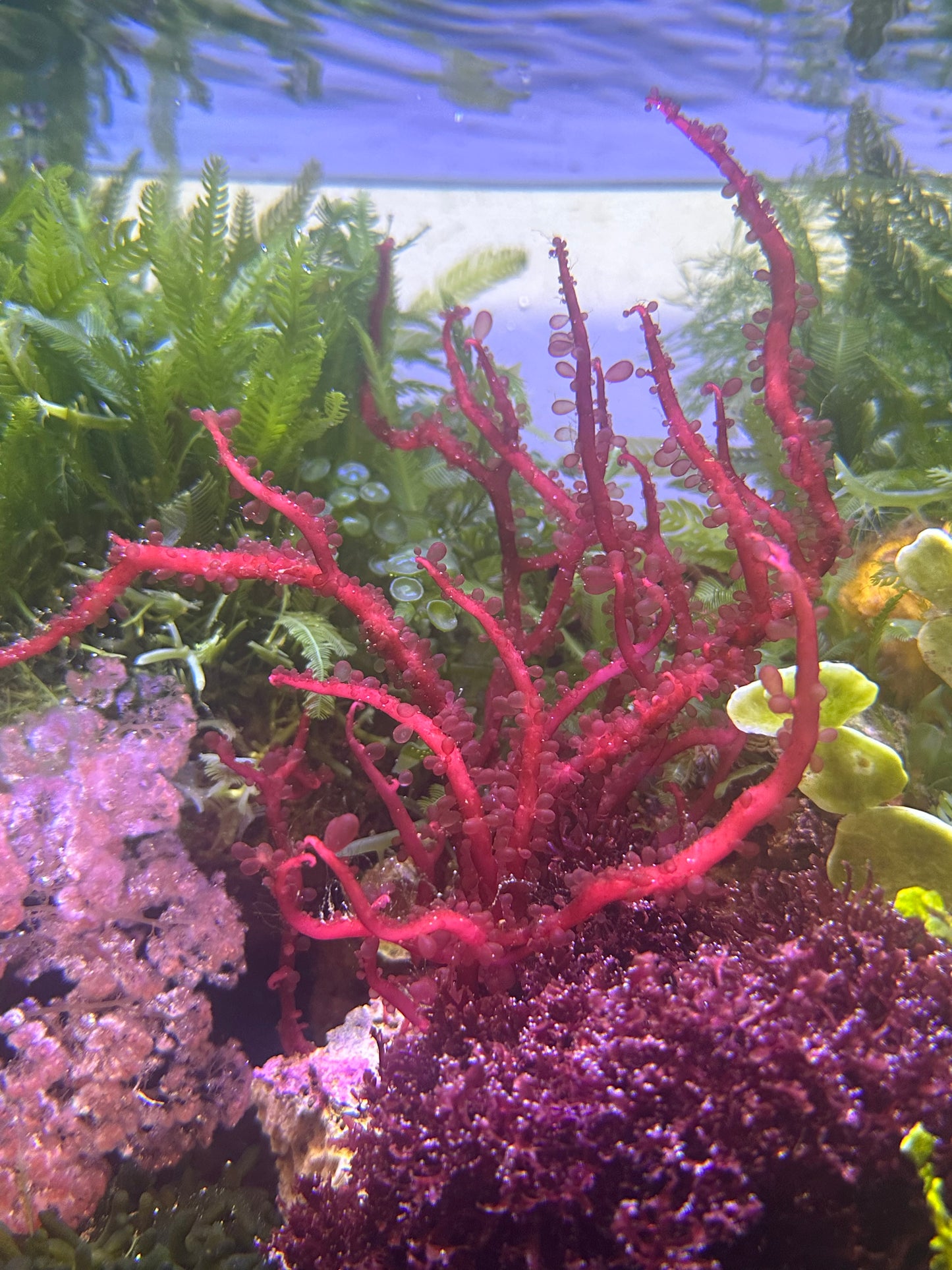 Tendril Grape Macroalgae | Botryocladia sp.