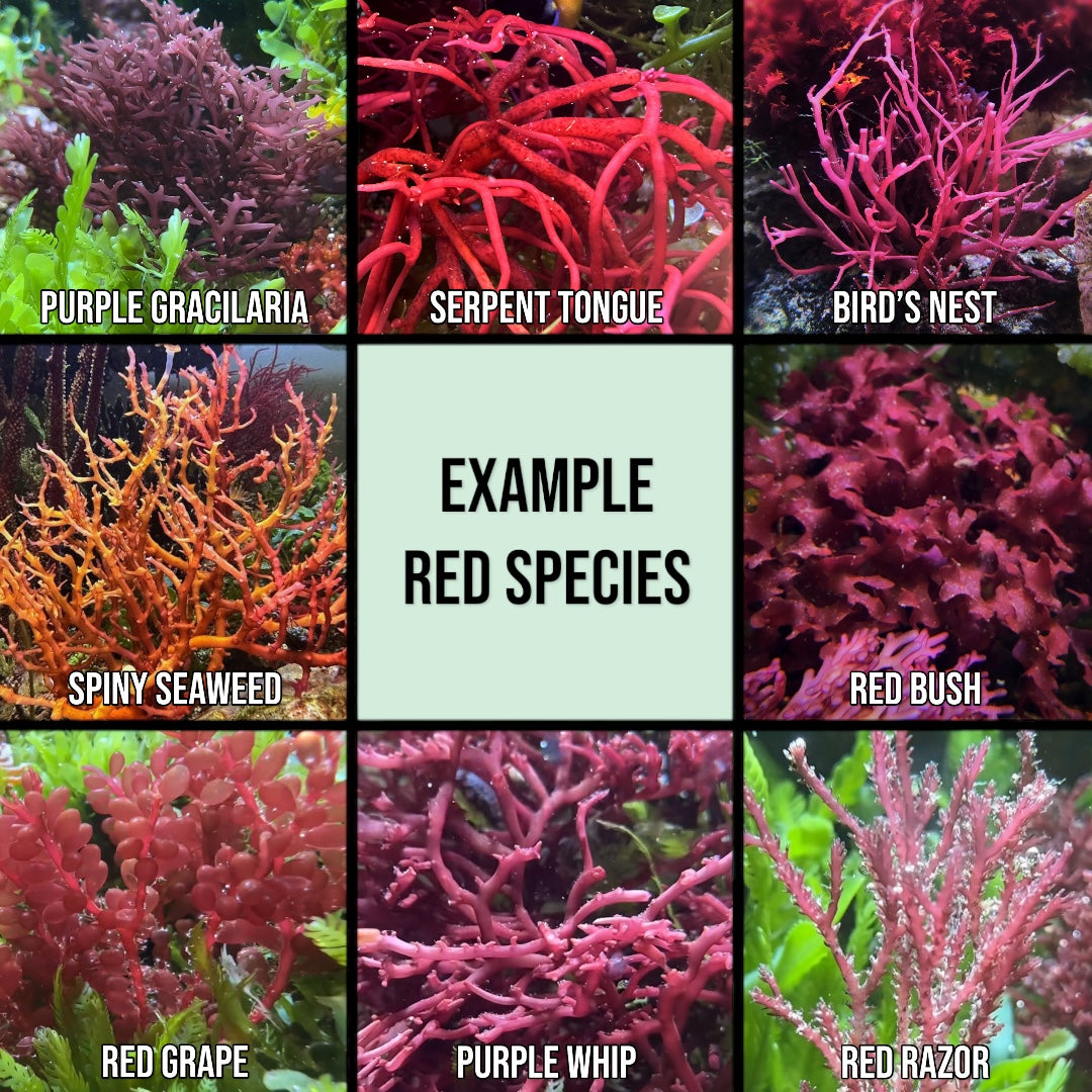 5-Pack Macroalgae Bundle | Various Species