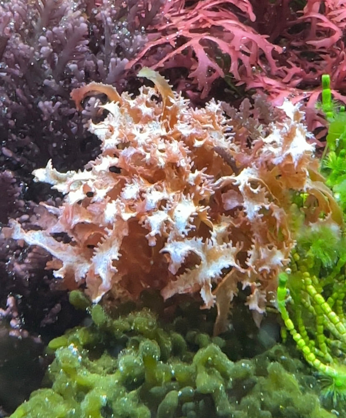 Iridescent Corkscrew Macroalgae | Unknown sp.