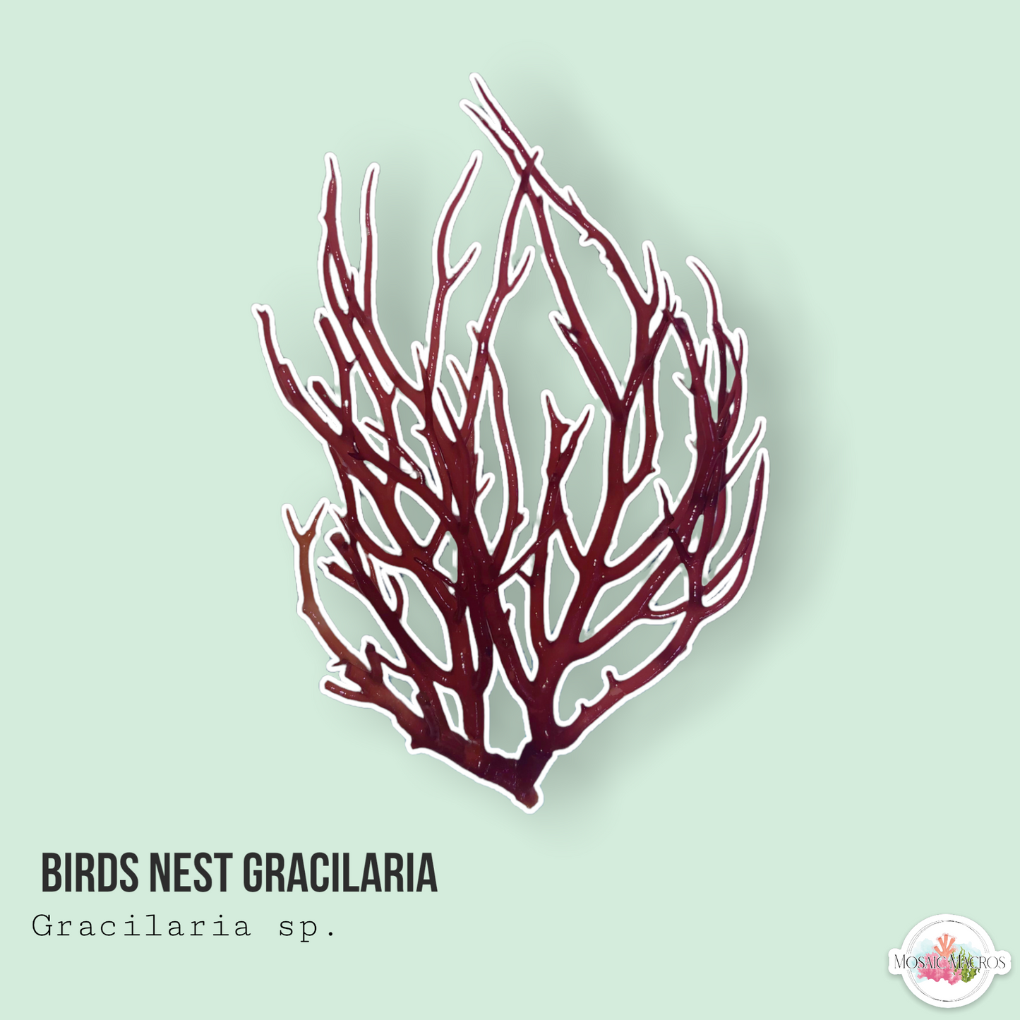 Bird’s Nest Gracilaria Macroalgae | Gracilaria sp.