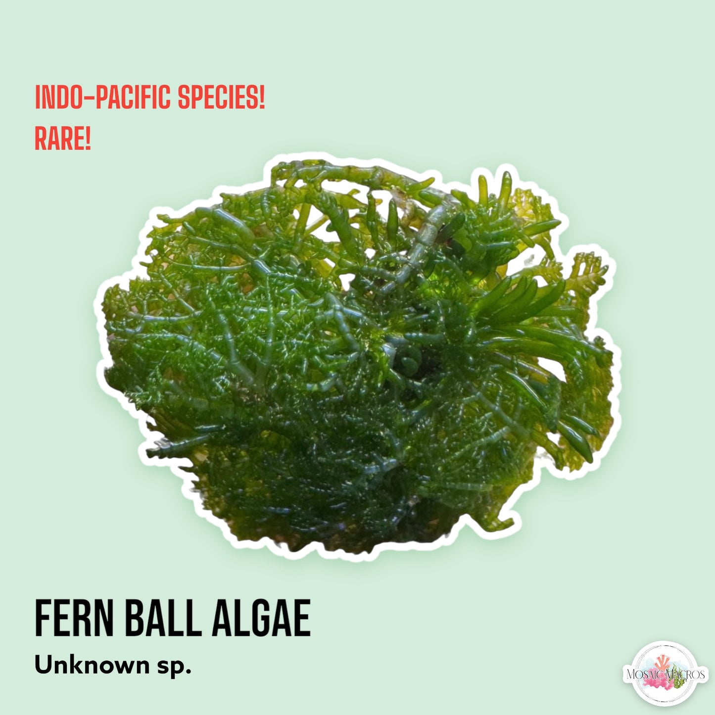Fern Ball Macroalgae | Chaetomorpha sp.