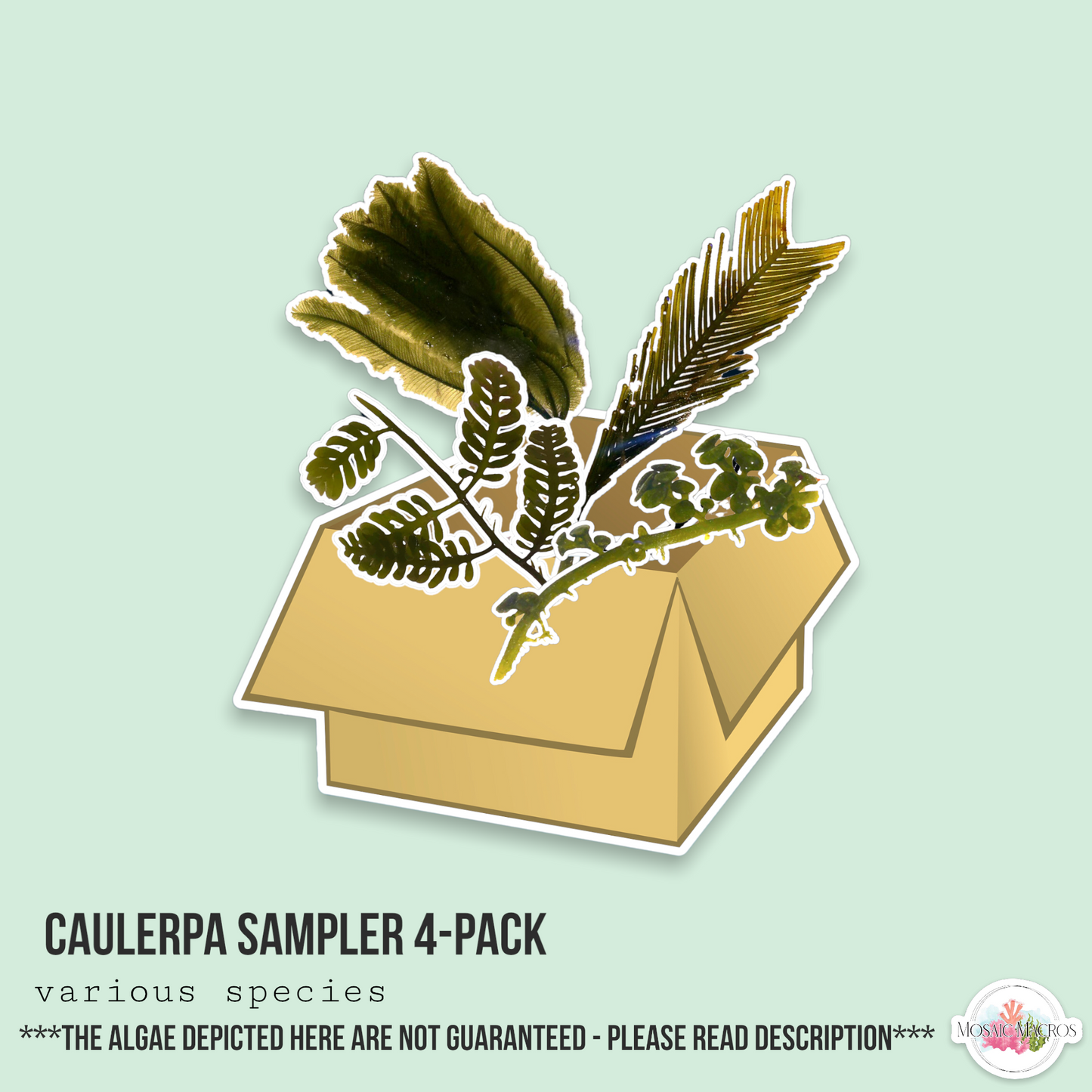 Caulerpa Macroalgae 4-Pack Sampler | Caulerpa sp.