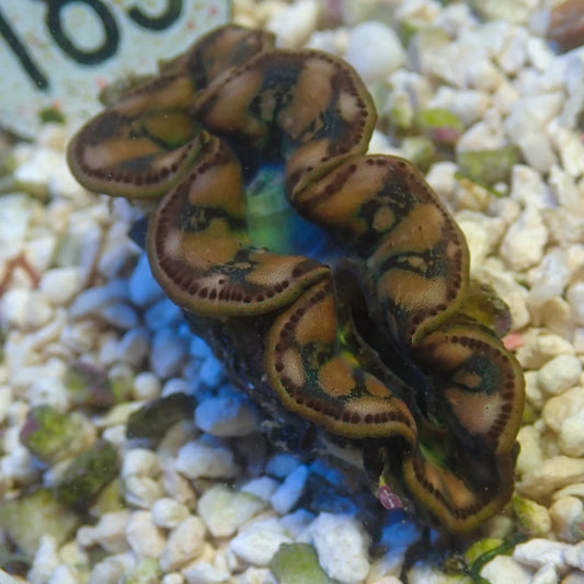 WYSWYG Gold Maxima Clam | Tridacna maxima