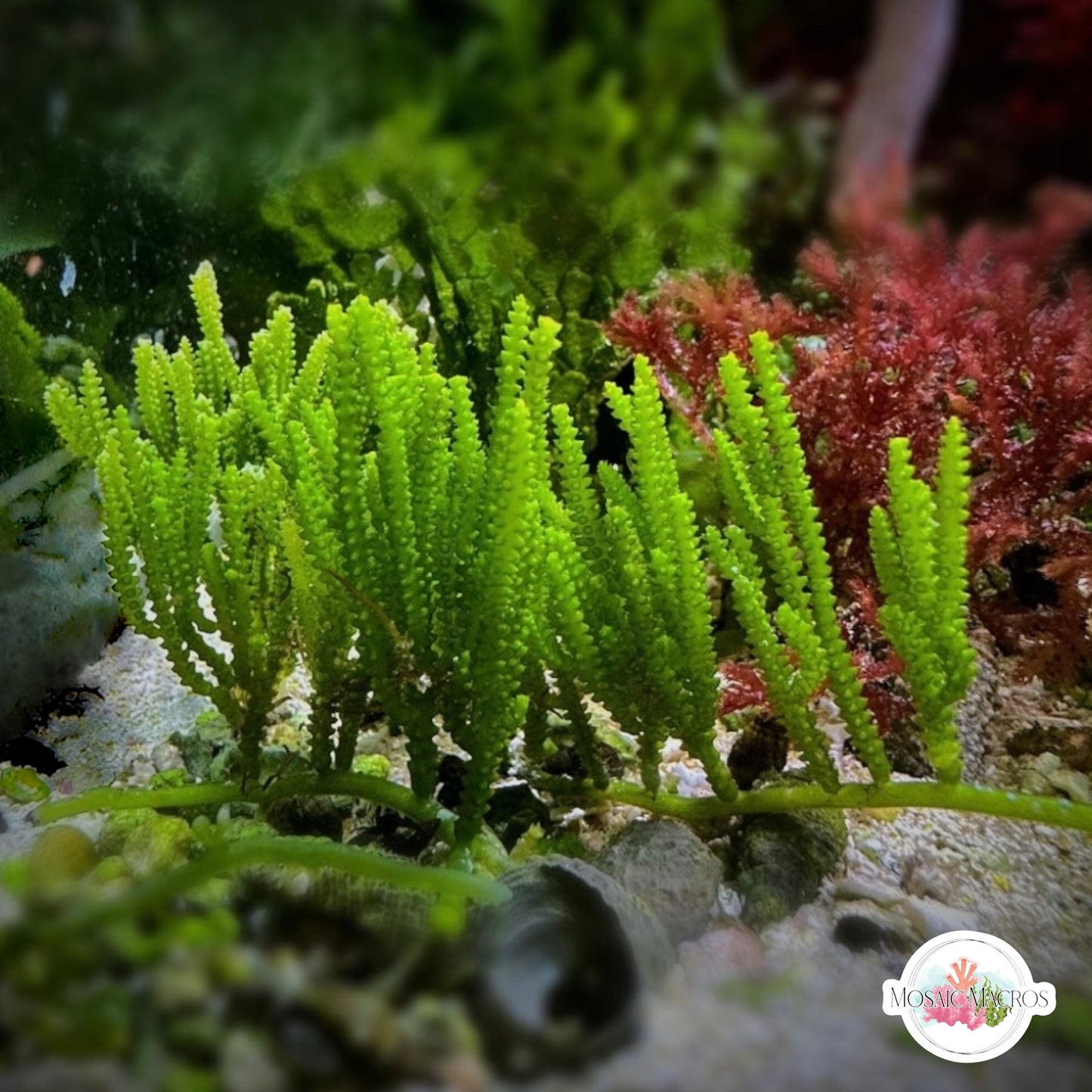 Cactus Caulerpa Macroalgae | Caulerpa cupressoides