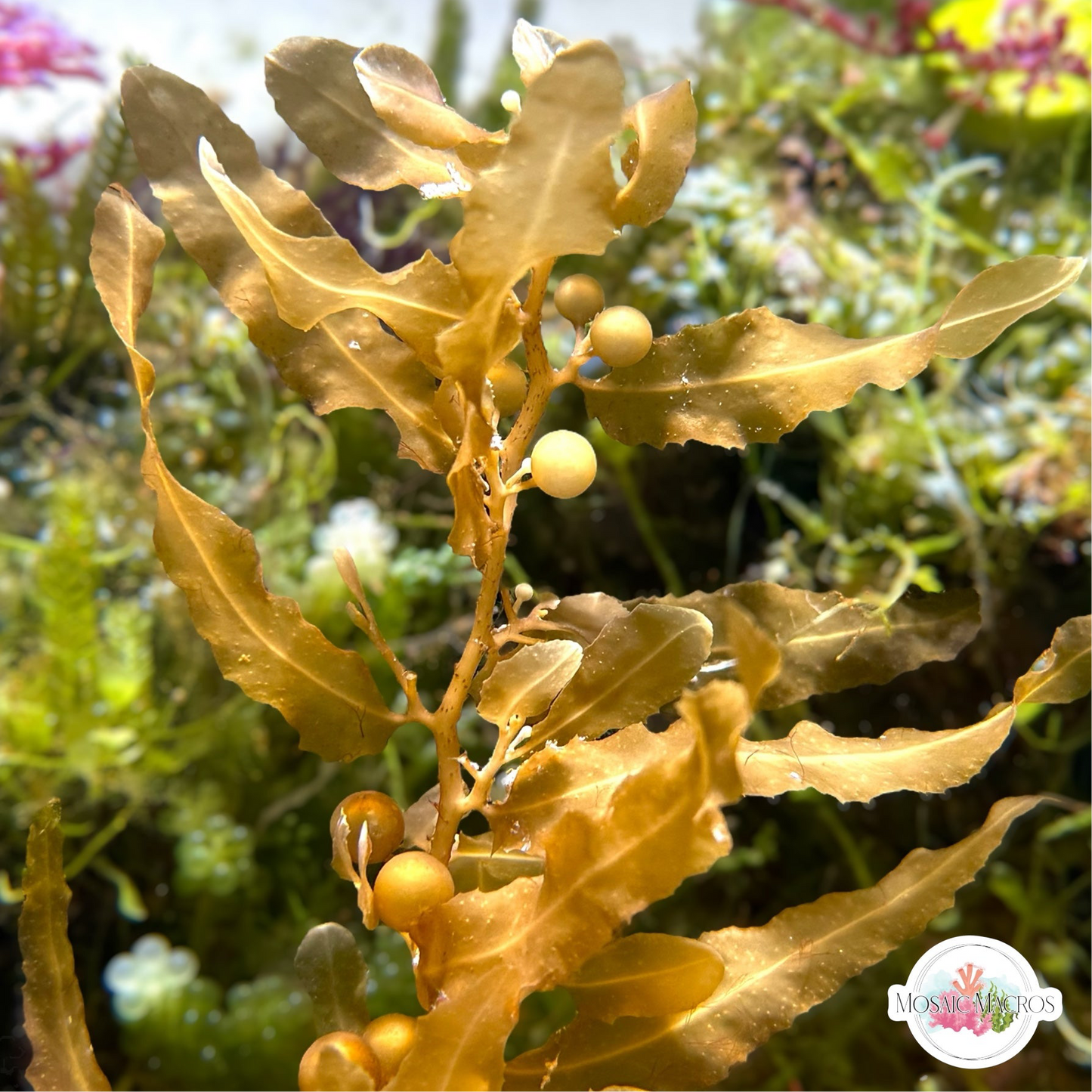 Pseudo-Kelp Macroalgae | Sargassum sp.