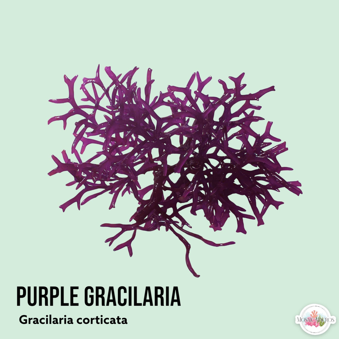 Purple Gracilaria Macroalgae | Gracilaria corticata