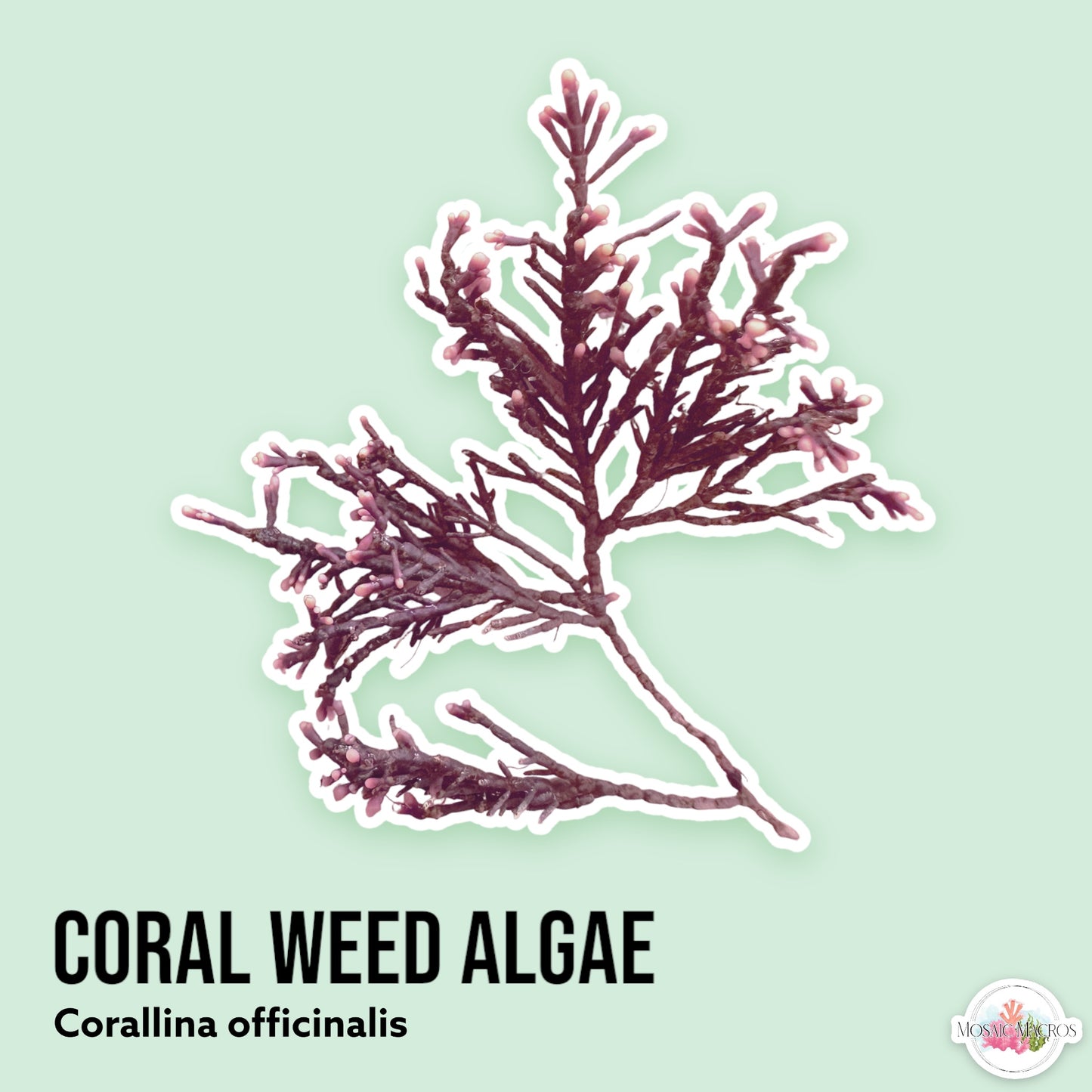 Coral Weed Macroalgae | Corallina officinalis