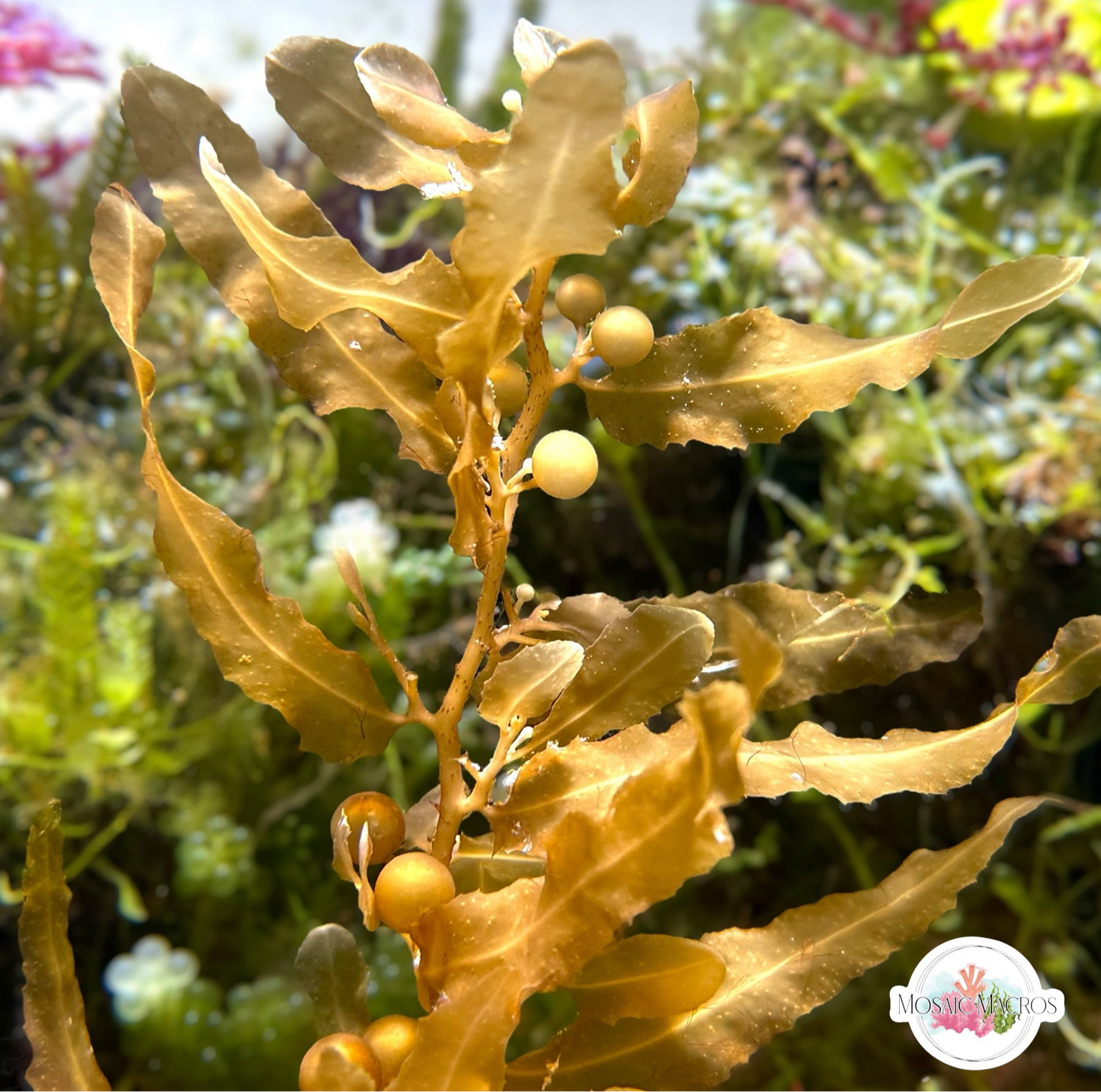 Pseudo-Kelp Macroalgae | Sargassum sp.