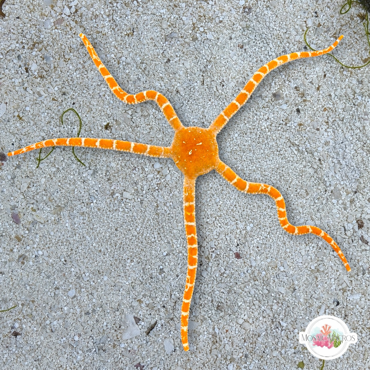 Orange Slimy Serpent Star | Ophiomyxa flaccida