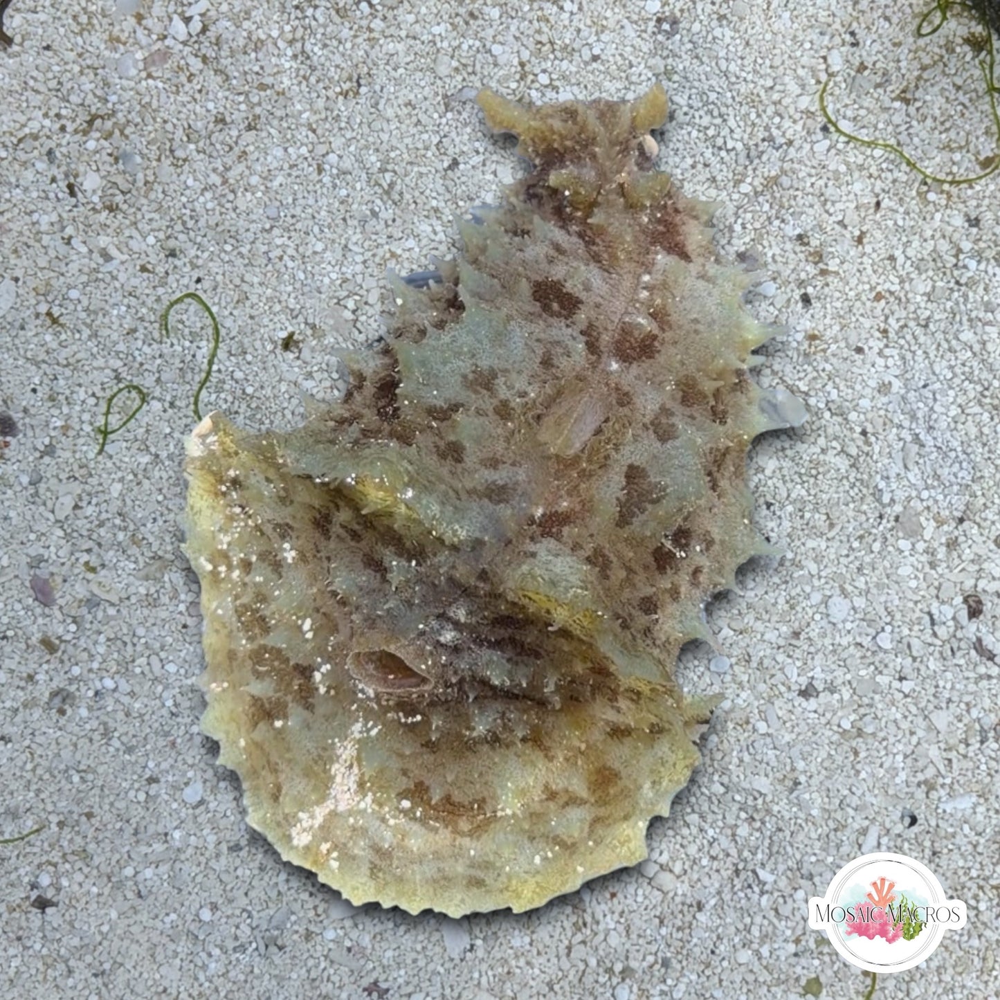 Dolabella Sea Hare | Dolabella auricularia