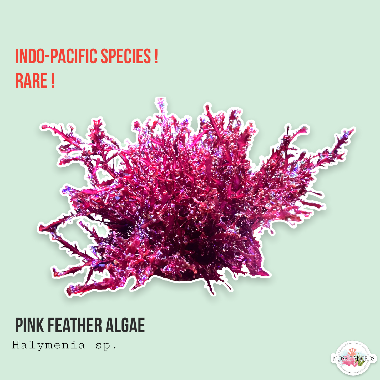 Pink Pom-Pom Macroalgae | Unknown sp.