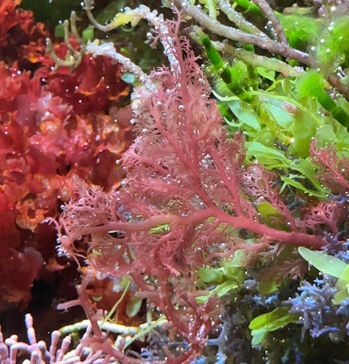 Sea Comb Macroalgae | Plocamium cartilagineum