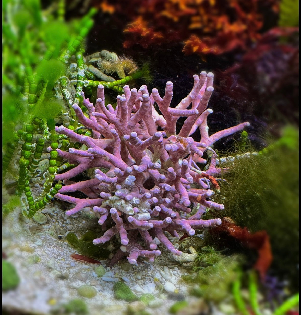 Staghorn Coralline Macroalgae | Neogoniolithon strictum