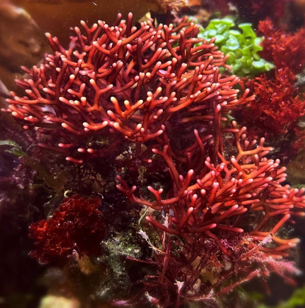 Branching Hex Macroalgae | Scinaia sp.