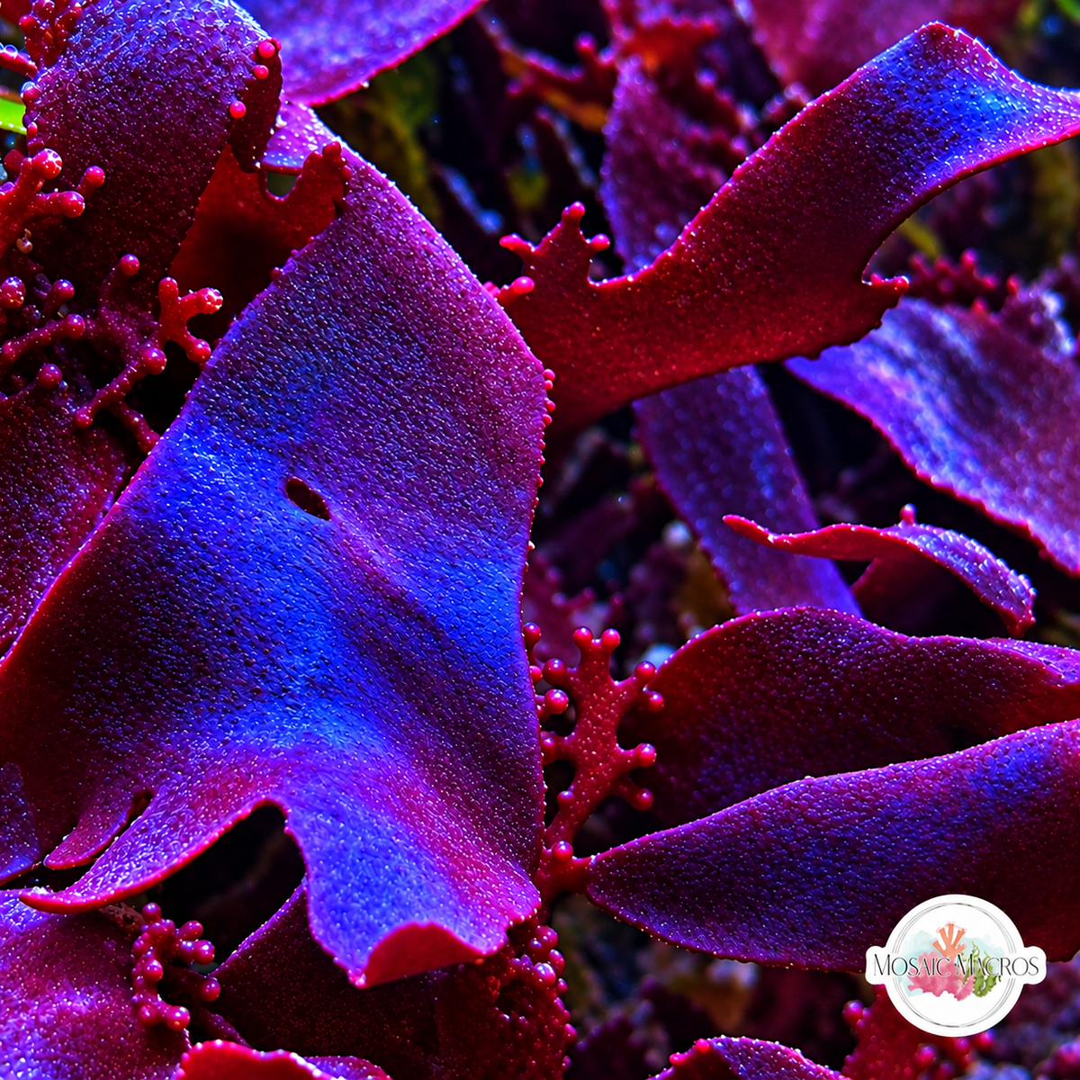 Purple Fauchea Macroalgae | Fauchea sp.