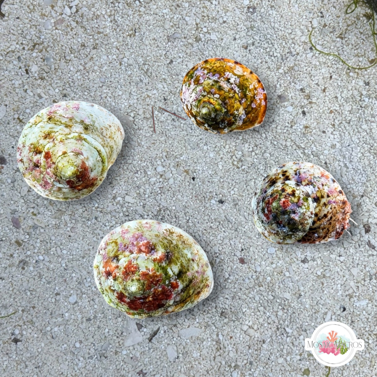 Button Snail | Modulus modulus