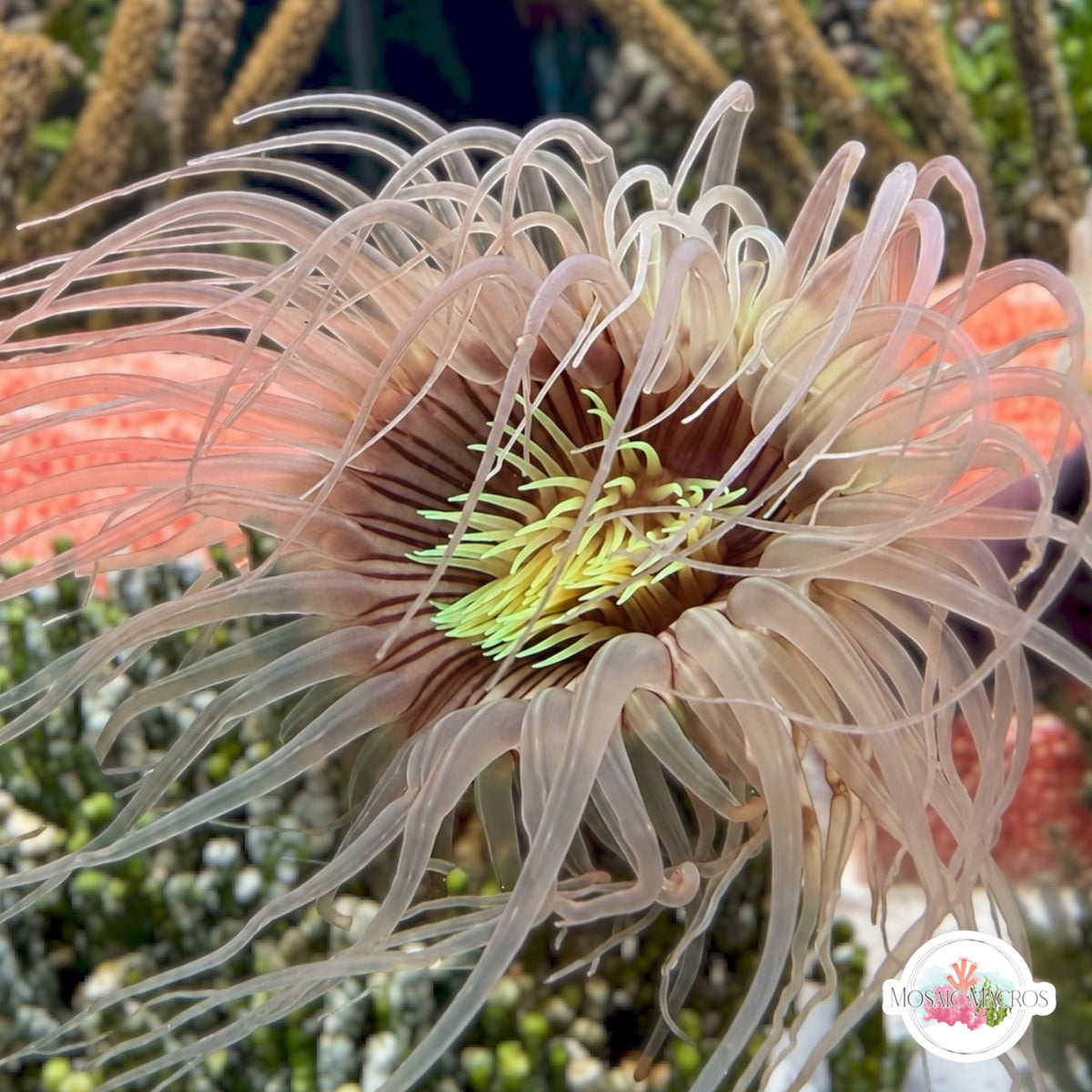 Ghastly Tube Anemone | Cerianthus sp.