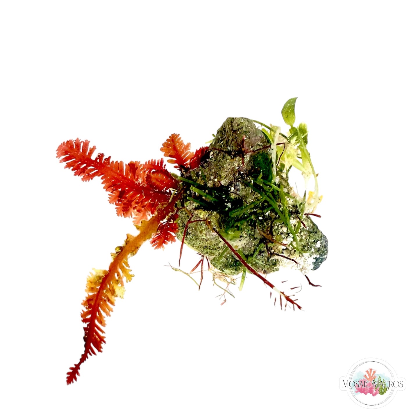 WYSWYG Red Fern Haliptilon, Gelidium, Caulerpa brachypus (Naturally Attached to Rock)