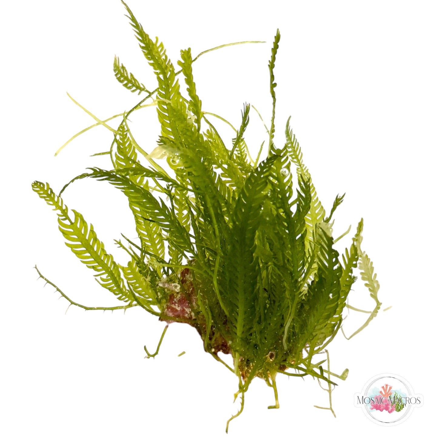 WYSWYG Caulerpa mexicana, Lobe-Bladed Caulerpa, Coralline (Naturally Attached to Rock)