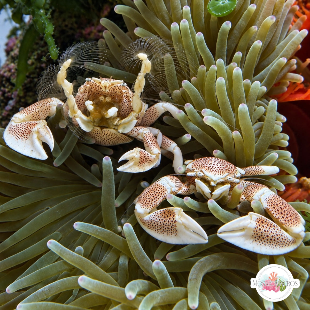 Anemone Porcelain Crab (Bonded Pair) | Neopetrolisthes maculatus