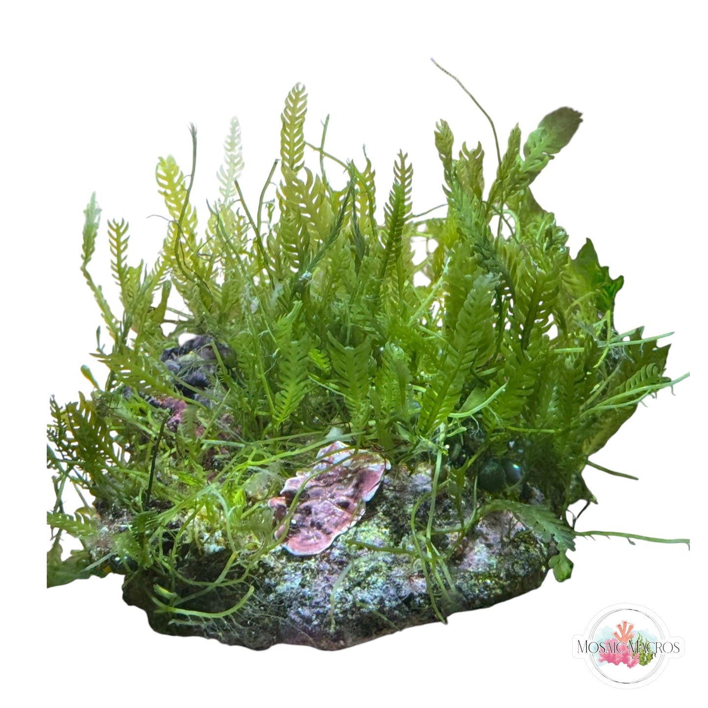 WYSWYG Caulerpa mexicana, Lobe-Bladed Caulerpa, Plating Coralline (Naturally Attached to Rock)