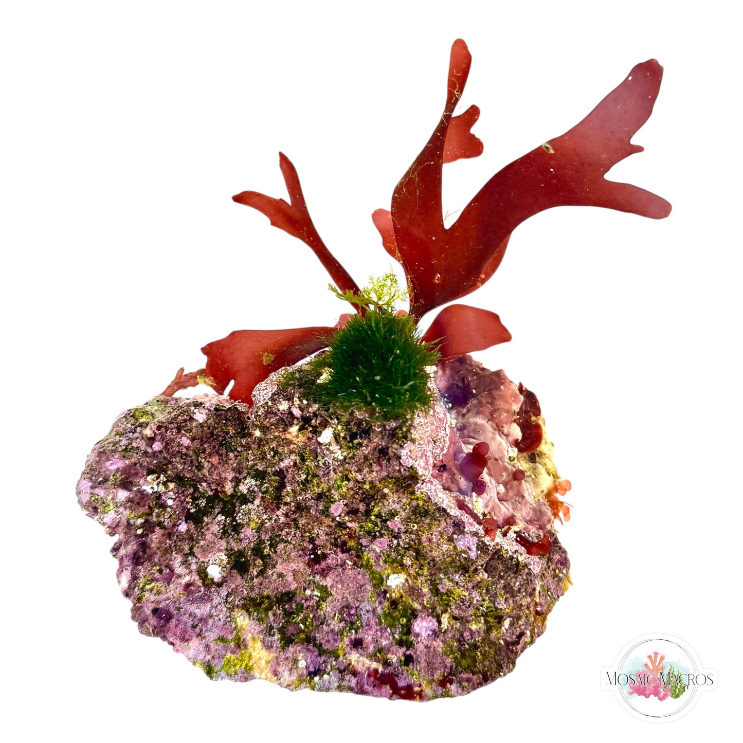 WYSWYG Purple Fauchea, Maiden’s Hair, & Coralline (Naturally Attached to Rock)