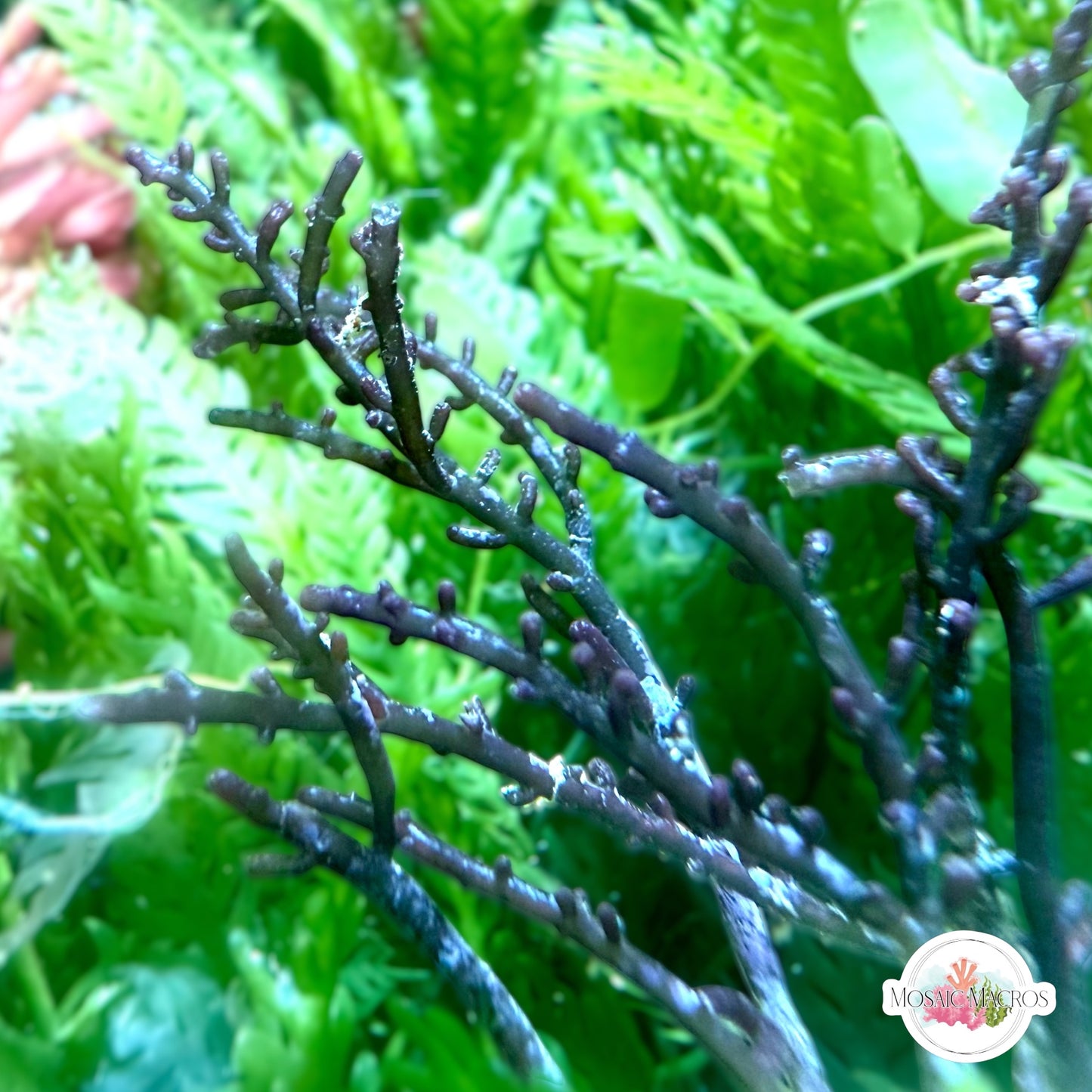 Purple Asparagus Laurencia Macroalgae | Laurencia sp.